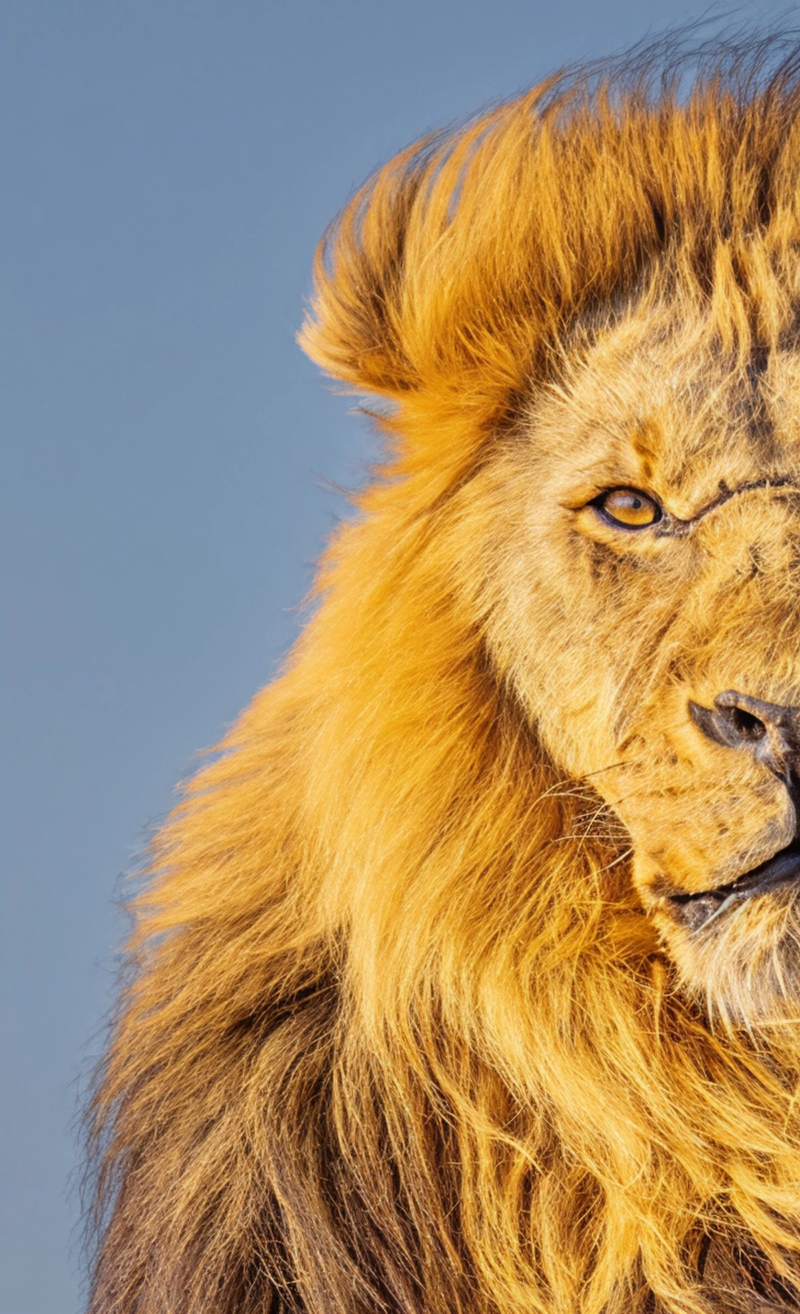 Majestic Lion