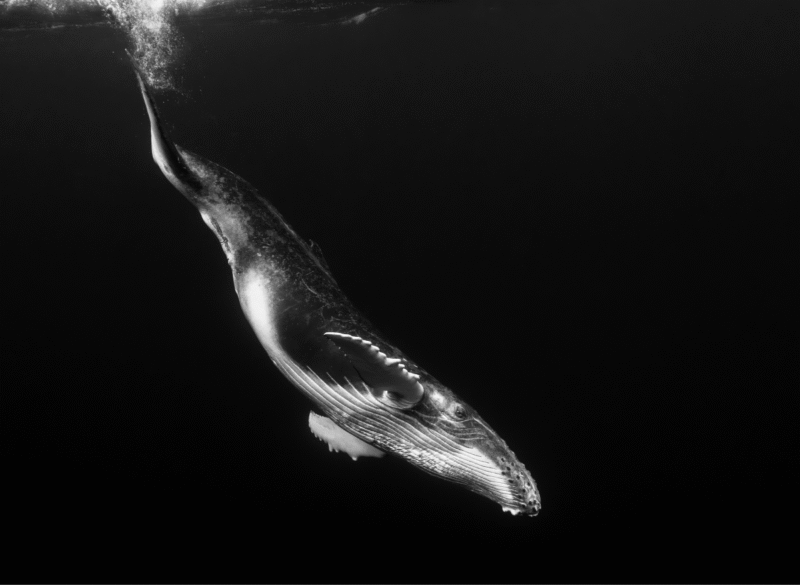 Dive into the Deep