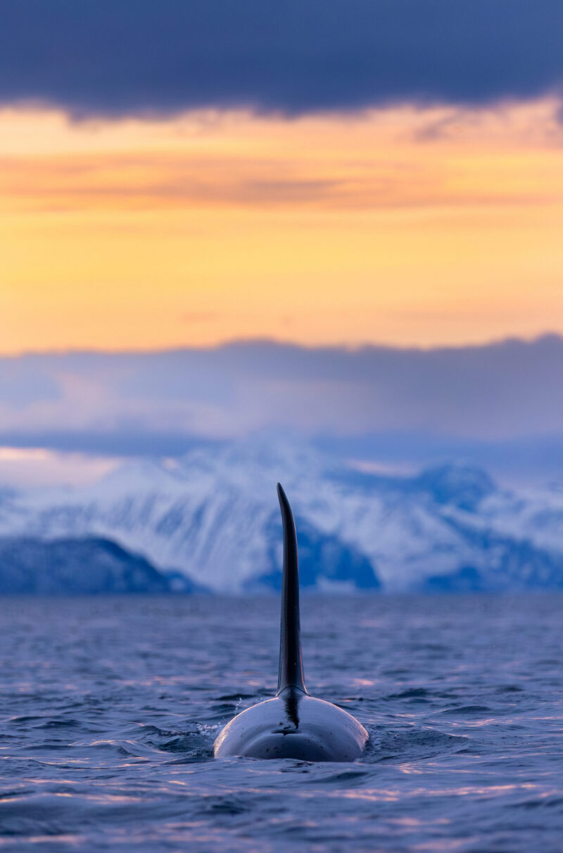 Fjord Cruiser