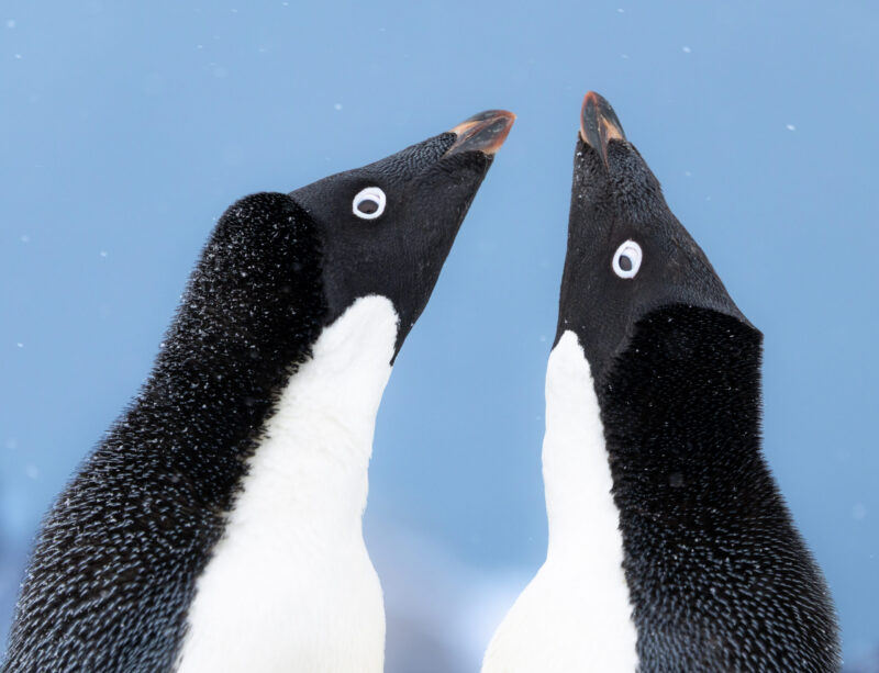 Face-Off