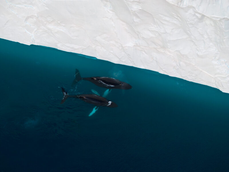Arctic Travellers