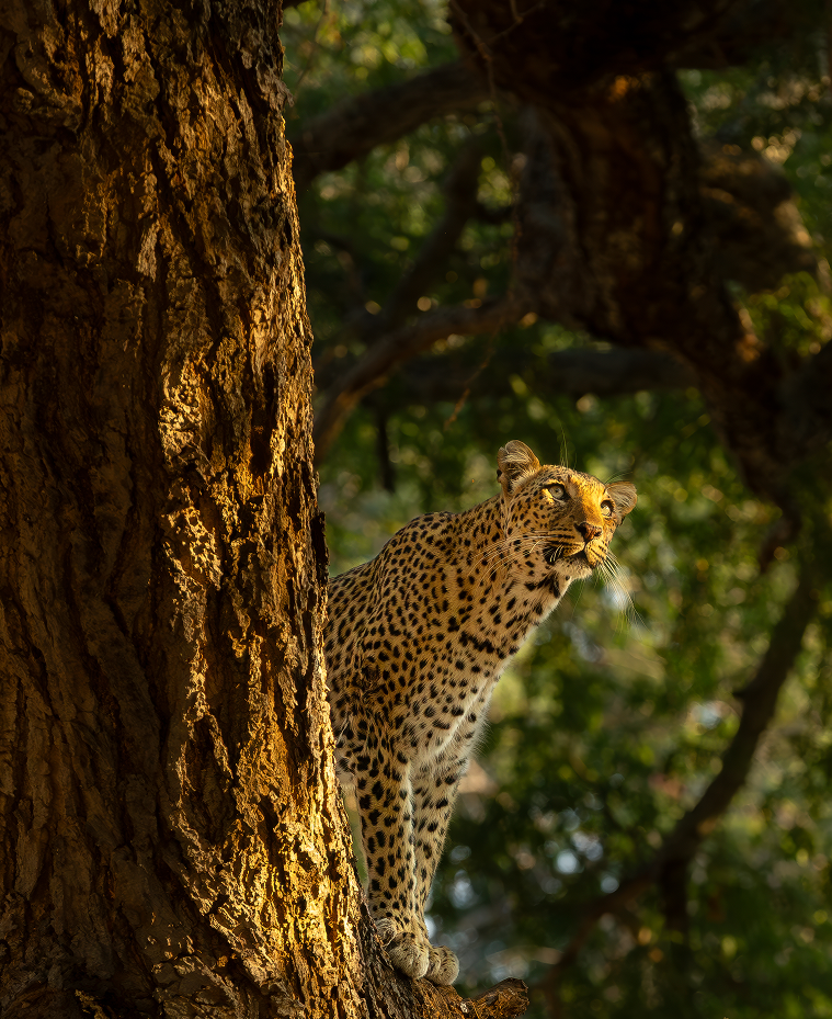 Dappled