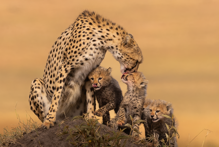 Family Bonds