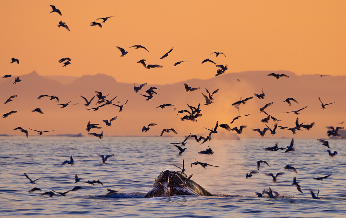 Feeding Frenzy