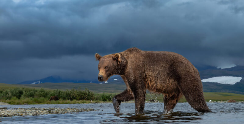 King of the Creek