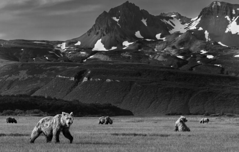 Meadow of Giants