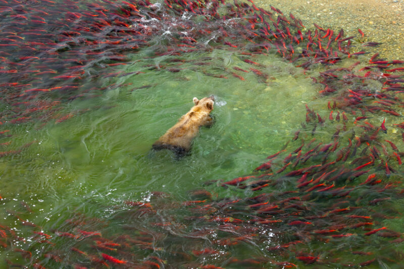 Salmon Stalker