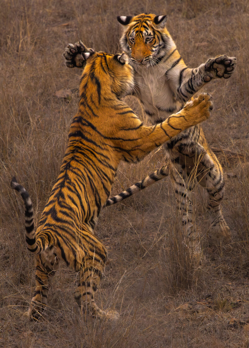 Sparring Siblings