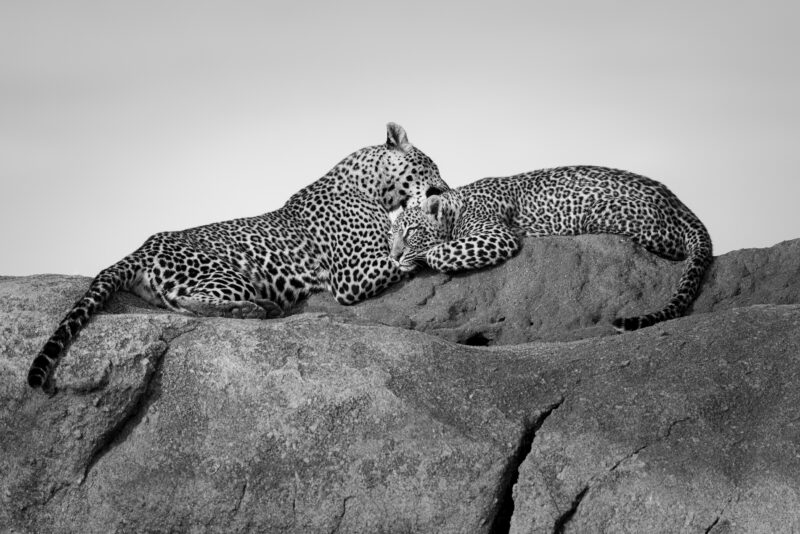 Watchful Daughter